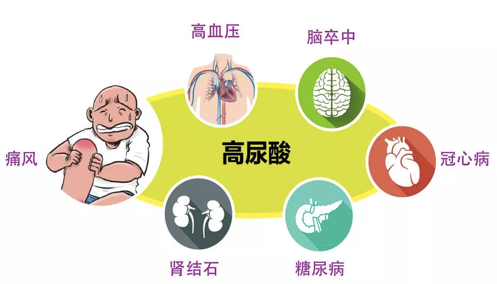 体内尿酸增高的真相_健康教育_科研教学_科研教学_华中科技大学协和江北医院|武汉蔡甸区人民医院